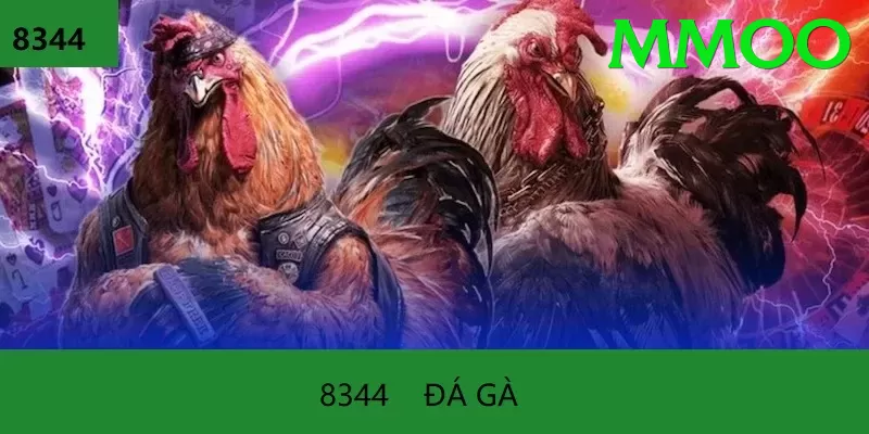 Đá Gà Trực Tiếp - Ưu đãi đặc biệt - Tối ưu tốt